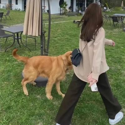 龙王子第六季